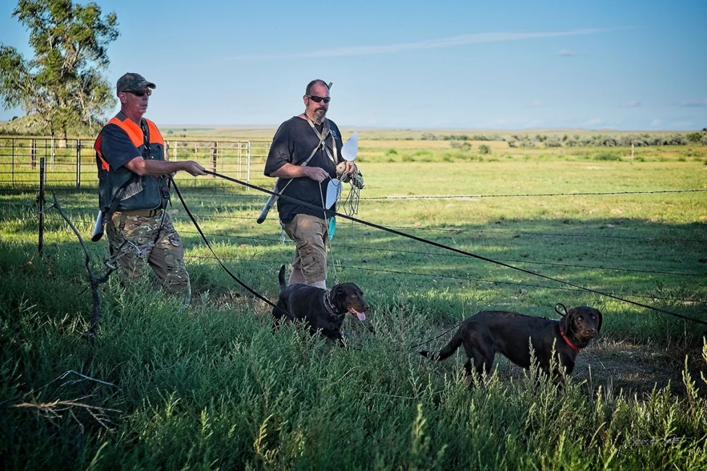 Two men walk outdoors in a grassy field, each holding the leash of a Labrador retriever. One man wears an orange vest, and the other holds a rope and carries equipment.