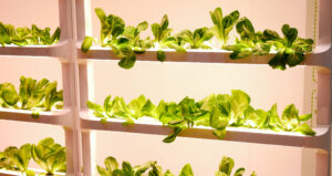 Hydroponics: Bring Water to Life