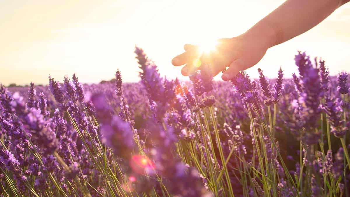 Hand gently touches lavender flowers in a sunlit field during sunset.