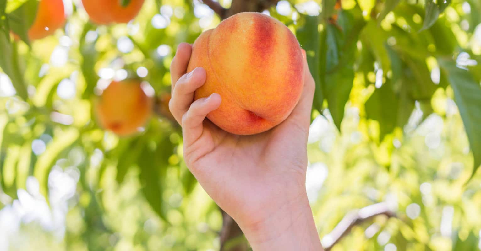 Hand reaching to pick a ripe peach from a tree with green leaves in the background.