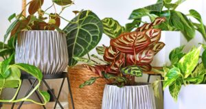 Variegated Plants