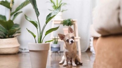 Beware of Plants Toxic to Pets