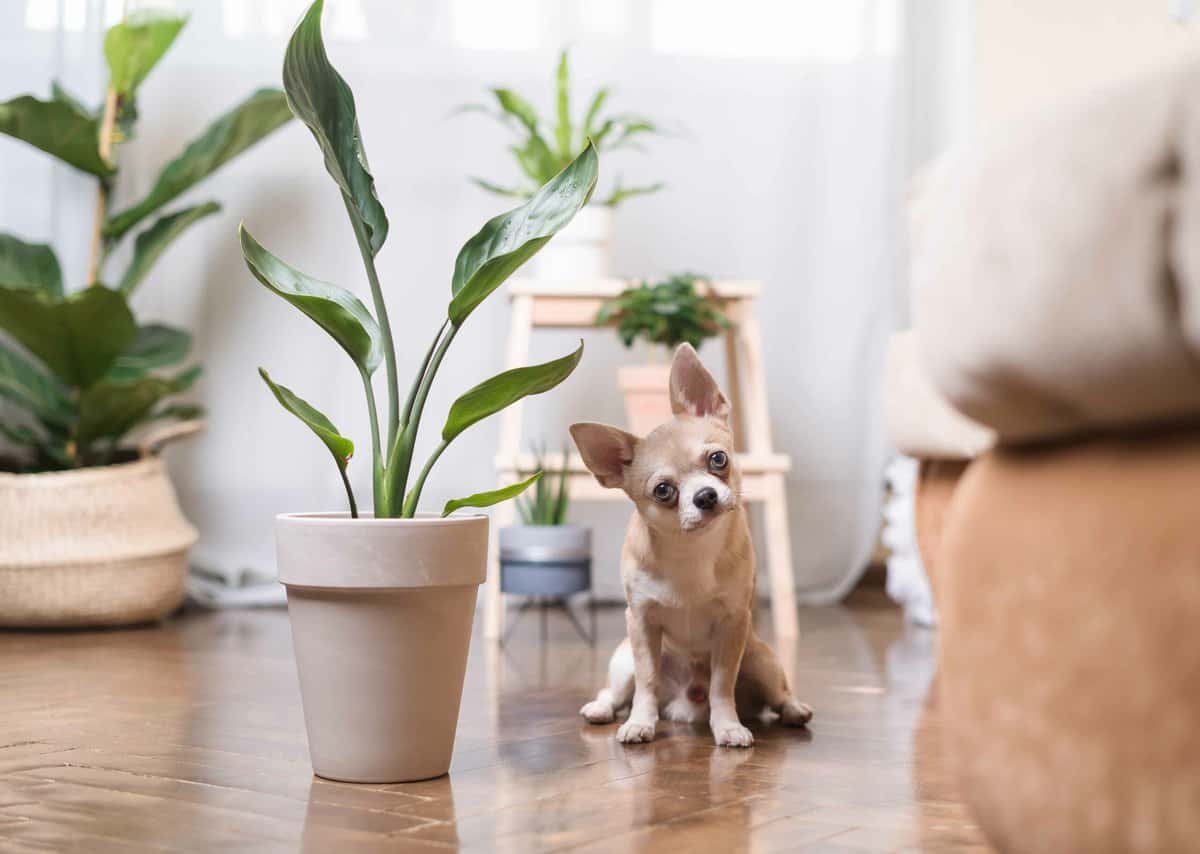 A small dog tilts its head beside a potted plant on a wooden floor in a bright room with other plants in the background.