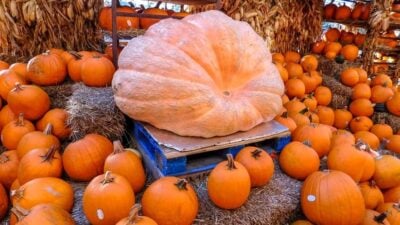 Growing Giant Vegetables