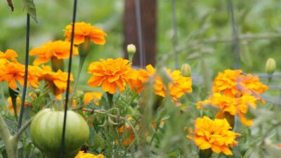 Double Duty – Companion Plants Perform Multiple Functions