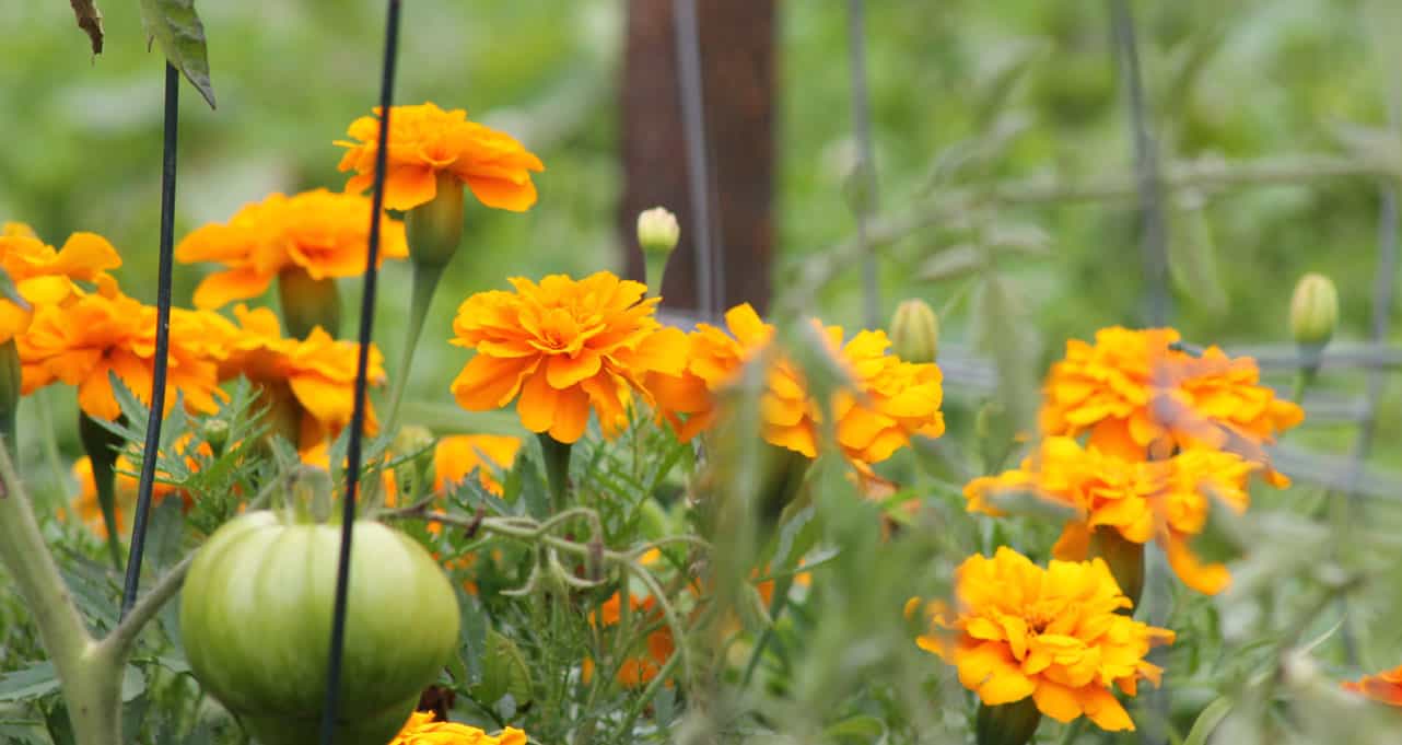 Orange marigolds and a green tomato in a garden setting with green foliage in the background.