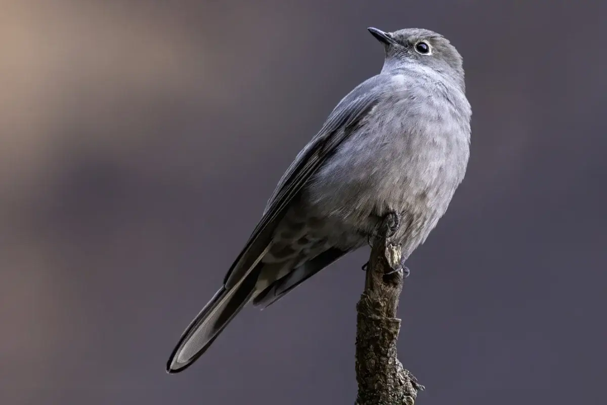 Gray bird perched on a branch, looking upwards against a blurred dark background.