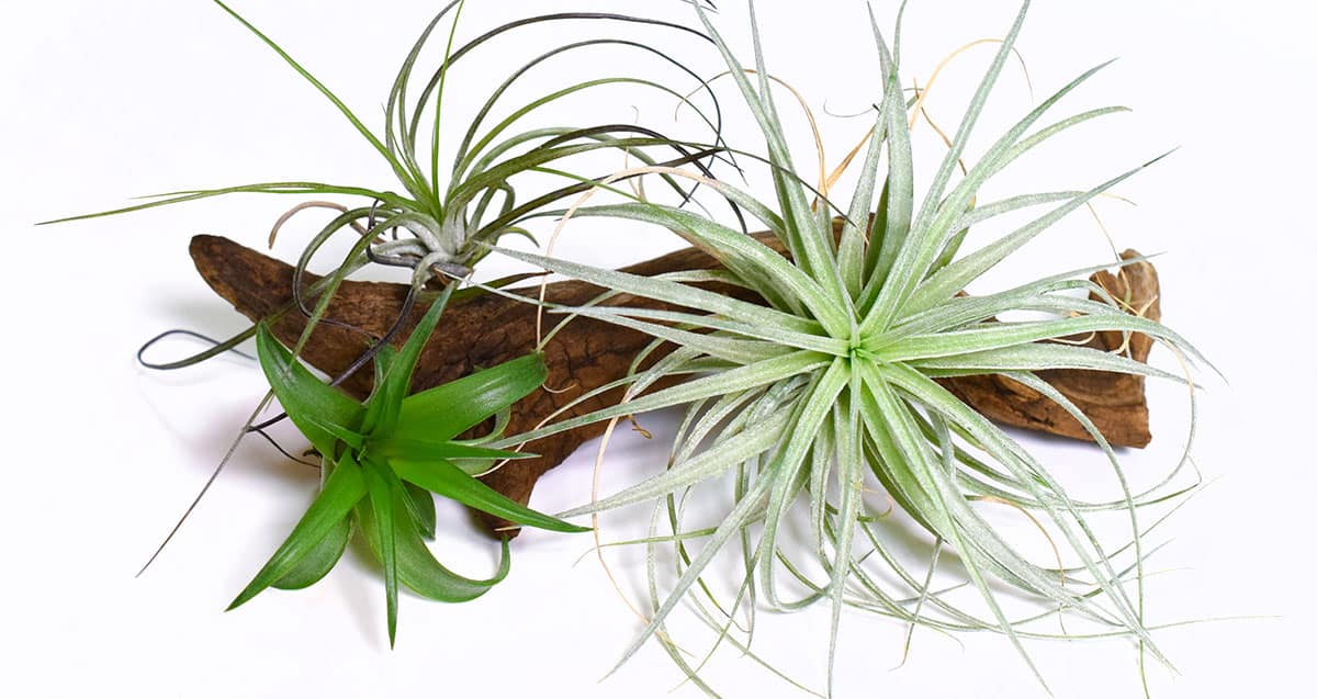 Three different air plants on driftwood against a white background.