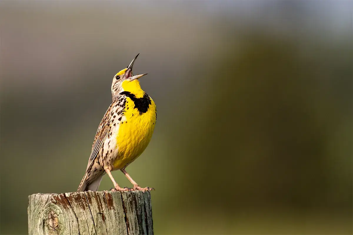 A yellow-breasted bird with black markings perches on a wooden post, singing with its beak open against a blurred green background.