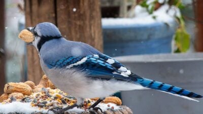 Backyard Bird Watching