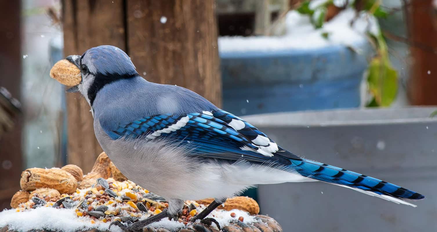 A blue jay holding a peanut in its beak stands on a pile of mixed seeds and nuts. Snow is gently falling around.