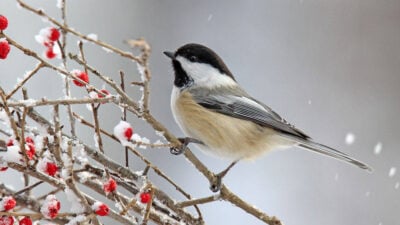 Winter Plants