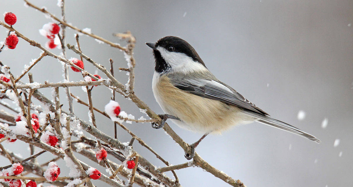 A small bird with a black cap and beige underside perches on a snow-dusted branch with red berries.