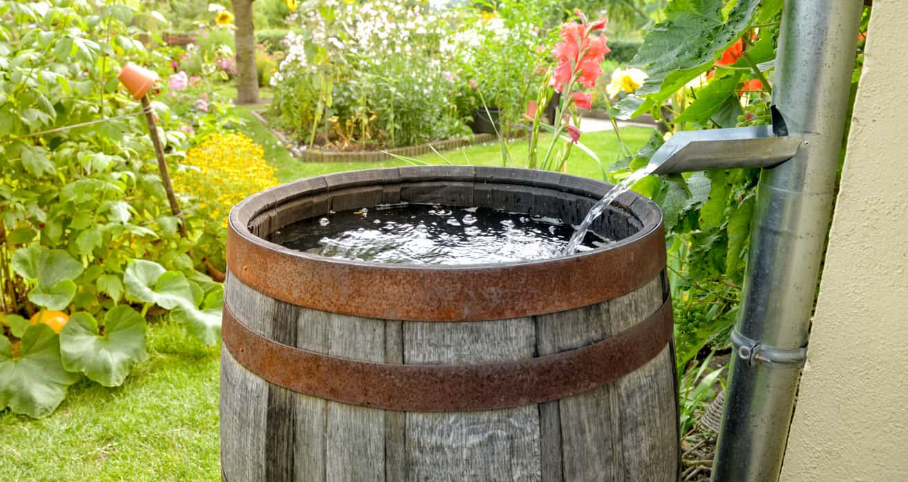 Wooden barrel collecting rainwater from a metal downspout in a lush garden.