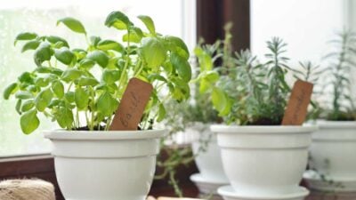 Indoor Herb Gardening
