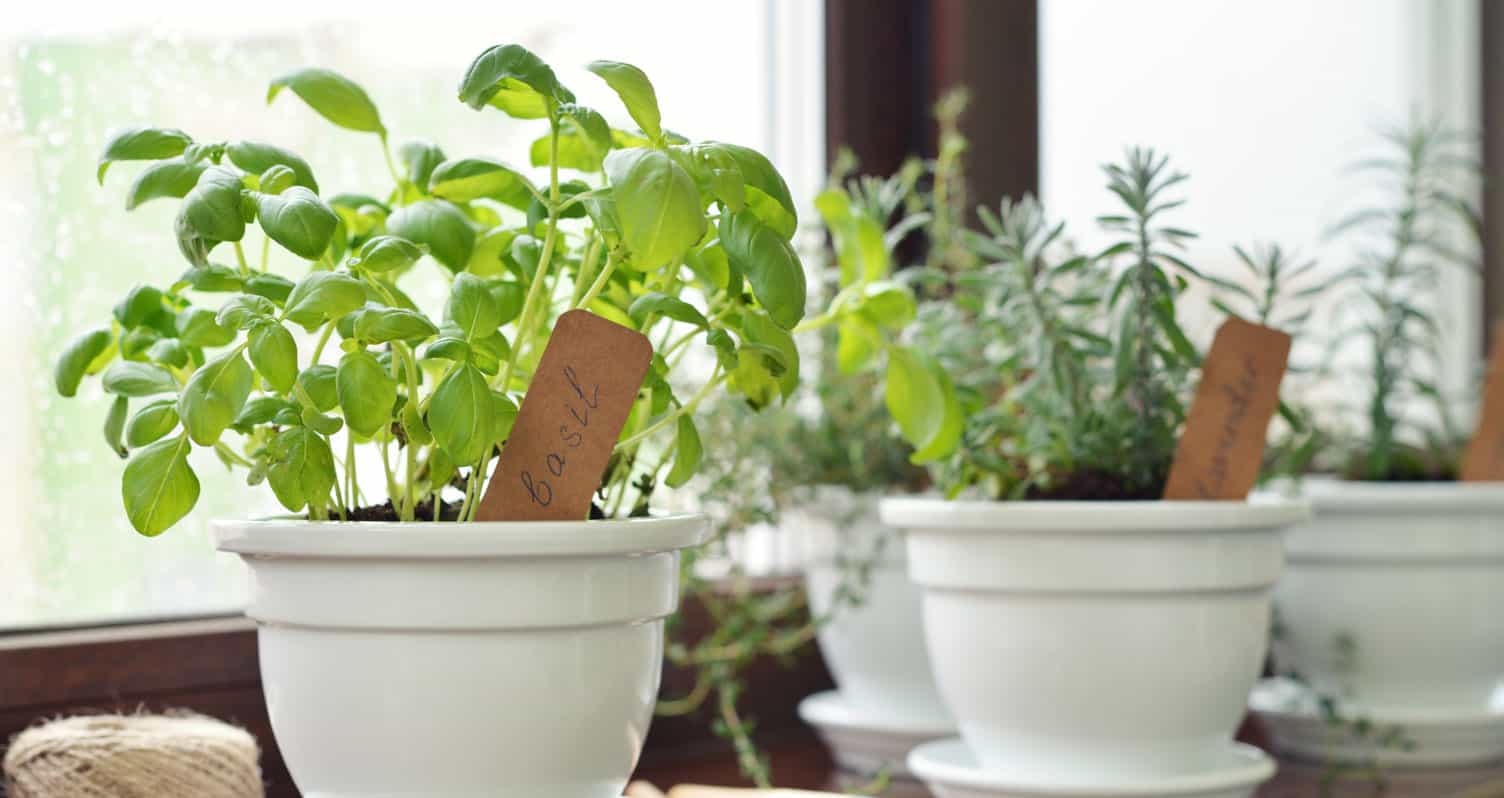 White pots with labeled herbs, including basil, placed on a windowsill.