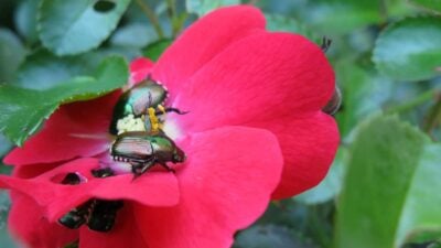 Beating the Beetle Battle