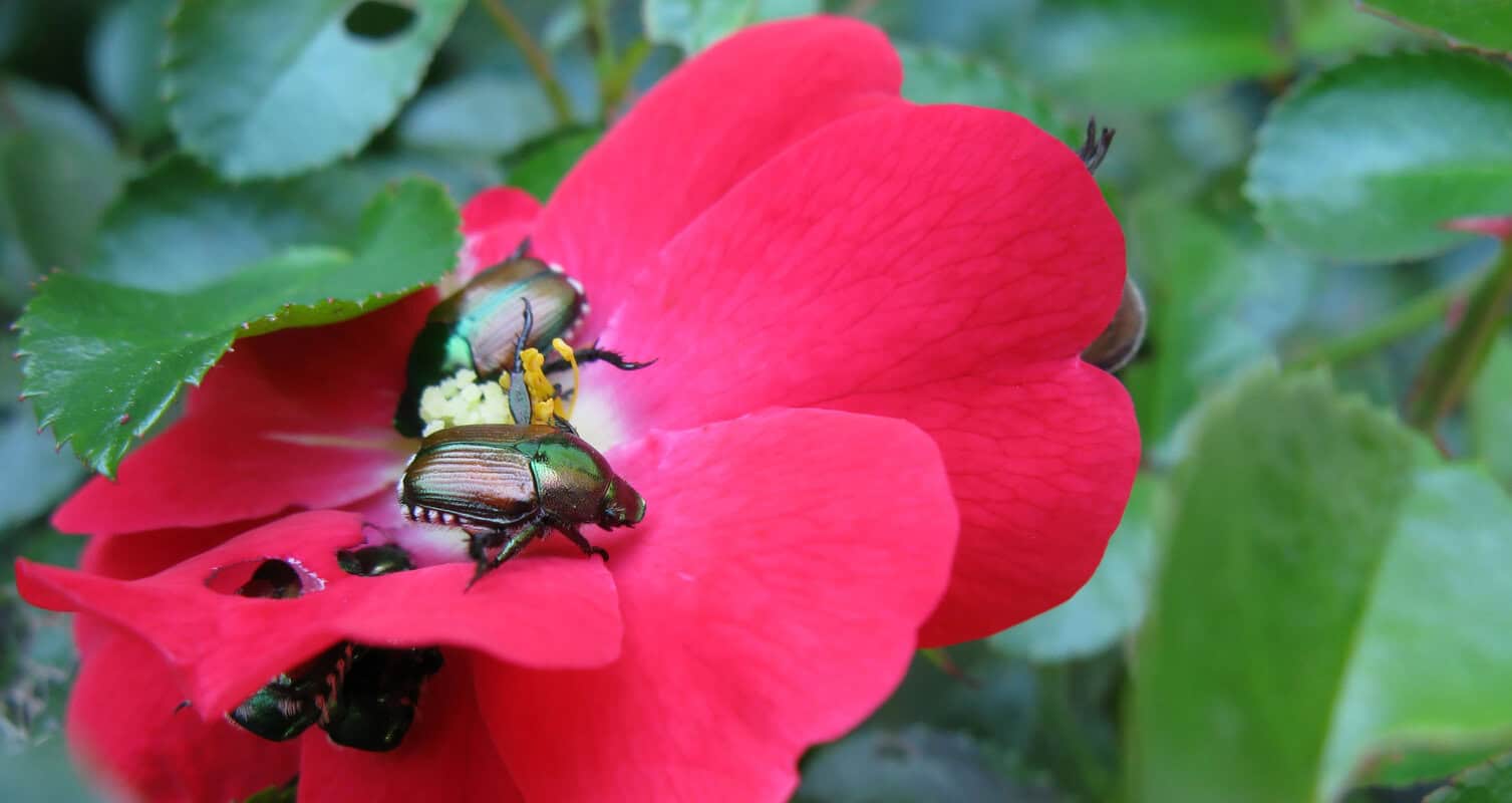 Japanese beetles on a red flower petal, with one beetle partially obscured by foliage in the background.
