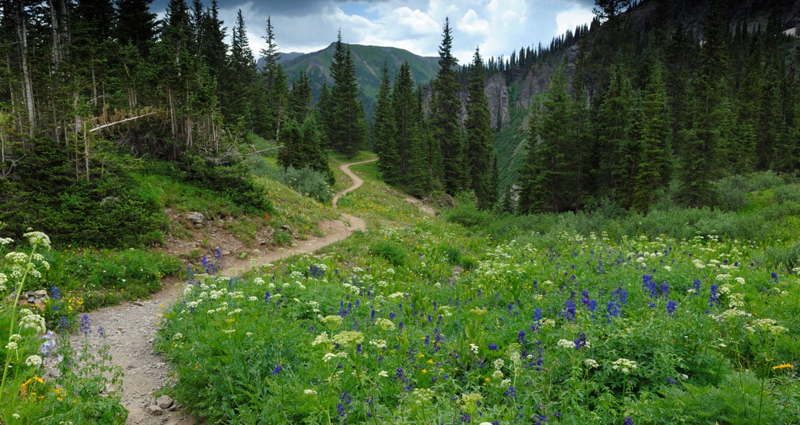 A winding trail cuts through a lush mountain meadow filled with wildflowers and flanked by evergreen trees under a cloudy sky.