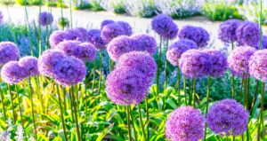 Allium Amore