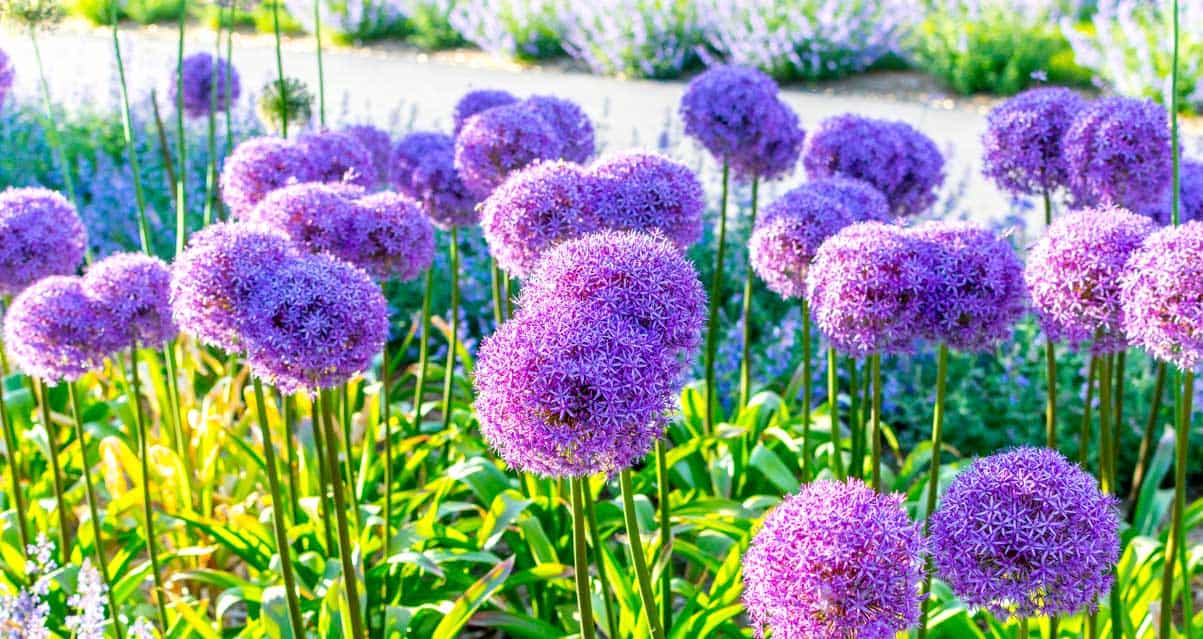 A cluster of purple allium flowers in full bloom under sunlight with a blurred natural background.