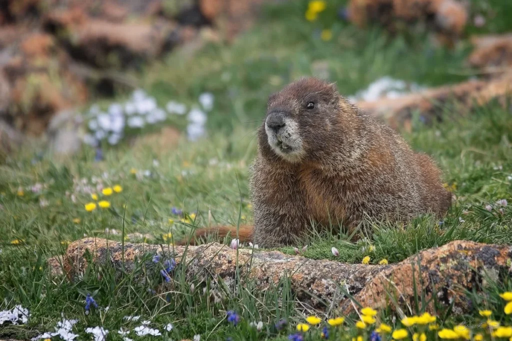 A marmot sits on the grass surrounded by rocks and yellow and white wildflowers in a natural outdoor setting.