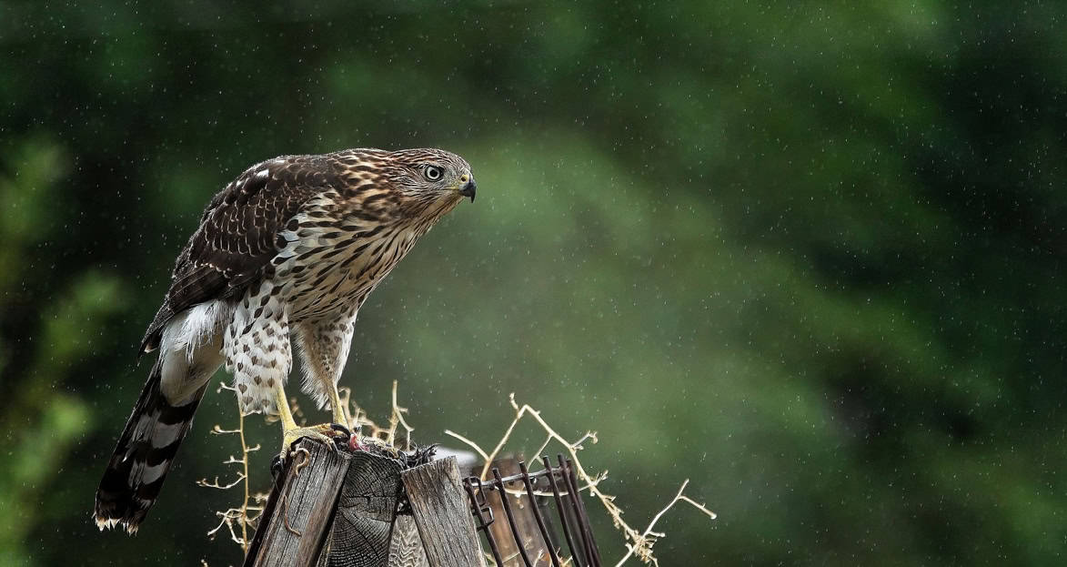 A hawk perches on a wooden structure in the rain, surrounded by green foliage.