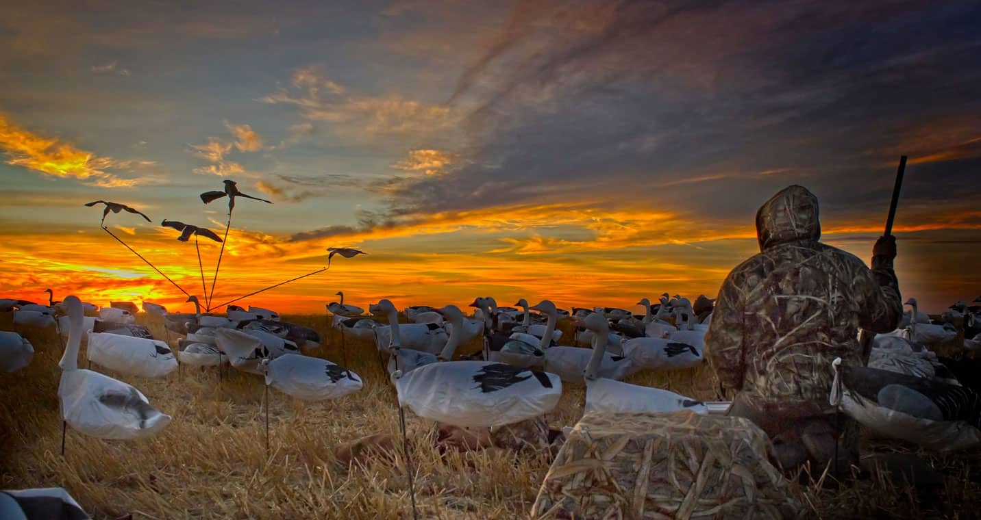 A person in camouflage gear sits among decoy birds in a field at sunset, watching birds fly overhead.
