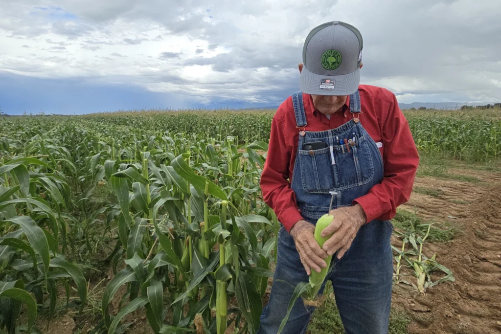 An elderly man in overalls and a red shirt stands in a cornfield, holding and inspecting an ear of corn under a cloudy sky.
