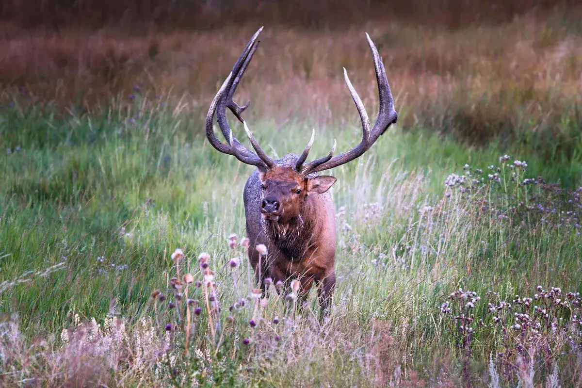 A large elk with prominent antlers stands in a grassy field surrounded by wildflowers and tall grass.
