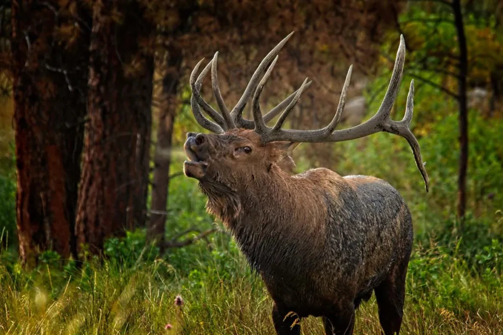 A large elk with impressive antlers stands in tall grass, appearing to bugle, with trees and greenery in the background.