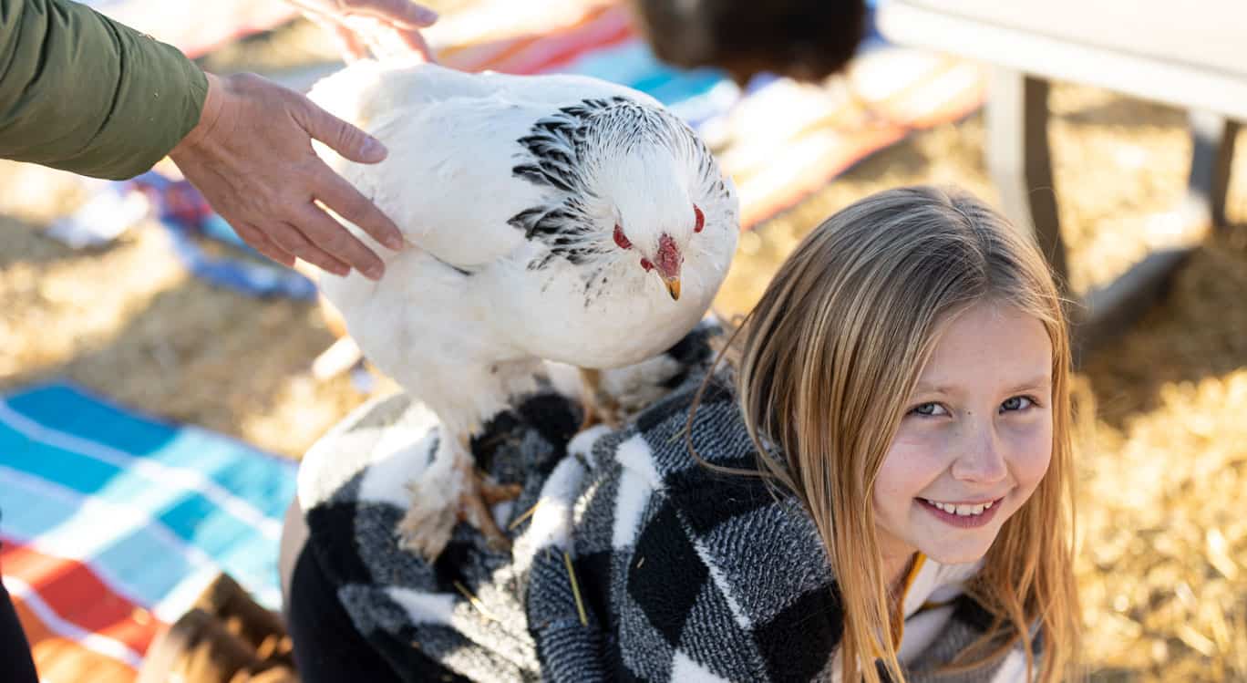 A white chicken with black feather accents stands on a smiling girl's back while a person reaches to touch the chicken. They are outdoors on a blanket.