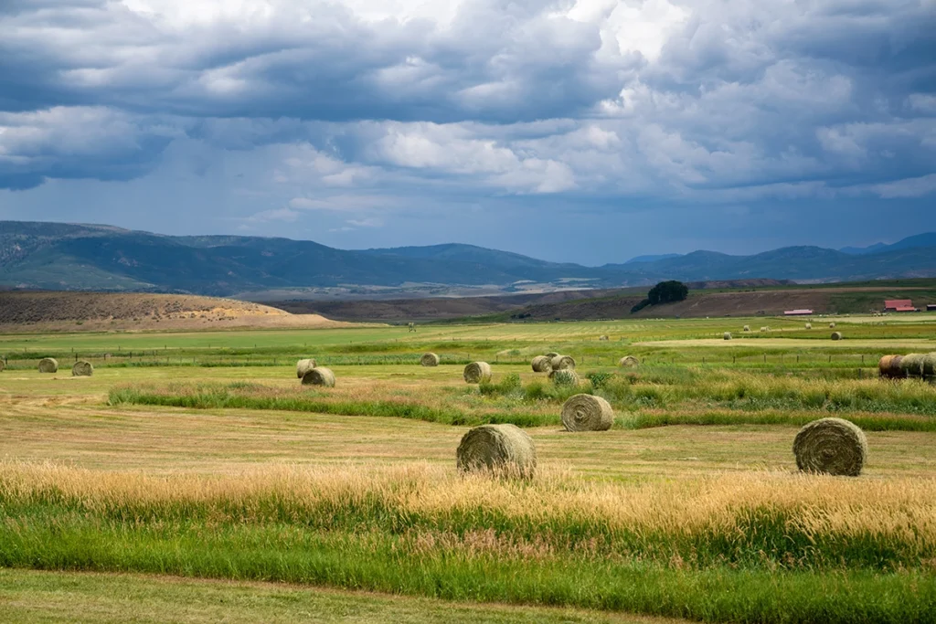 Large round hay bales scattered across a grassy field with distant hills and a cloudy sky in the background.