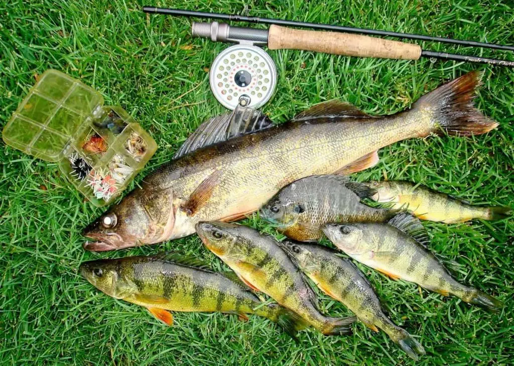 Assorted fish on grass with a fishing rod, reel, and a tackle box containing lures and flies.