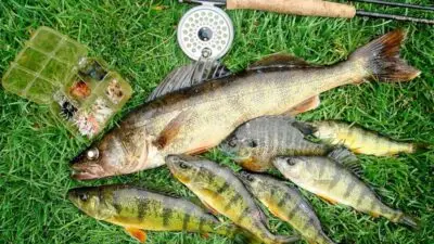 Fish Overpopulation Can Equal Tasty Supper