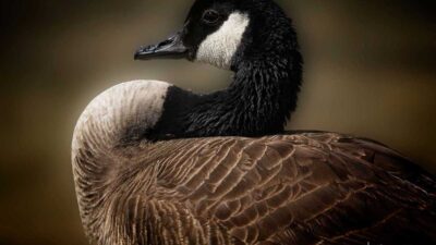 Colorado Waterfowl Intuition