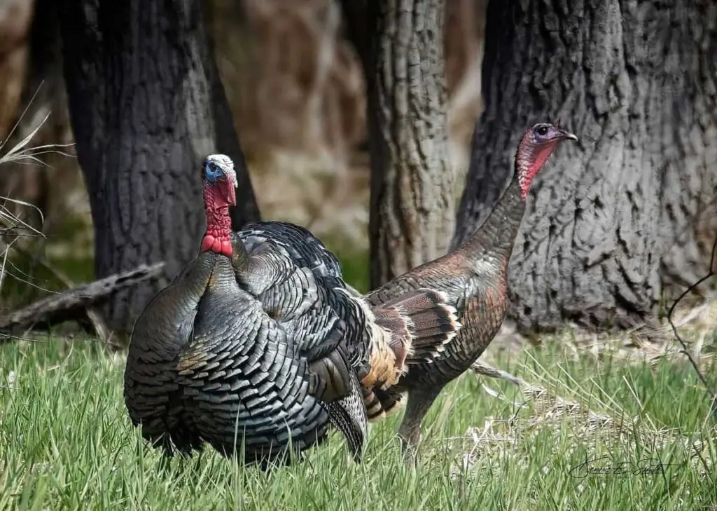 Struttin' in Full Color Two wild turkeys stand on grass with trees in the background.