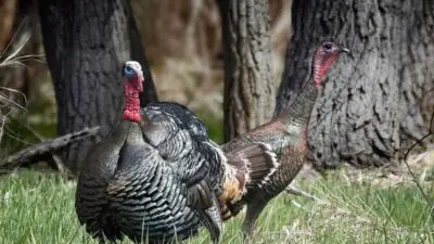 Struttin’ in Full Color