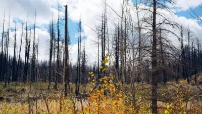 Doing Everything in its Power to Prevent Wildfires