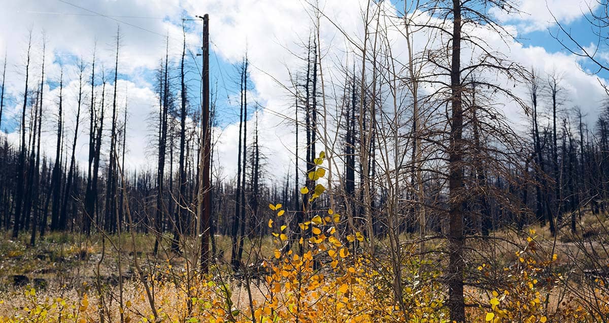Burnt forest landscape with tall, charred trees under a partly cloudy sky. In the foreground, sparse yellow leaves are visible among dry branches.