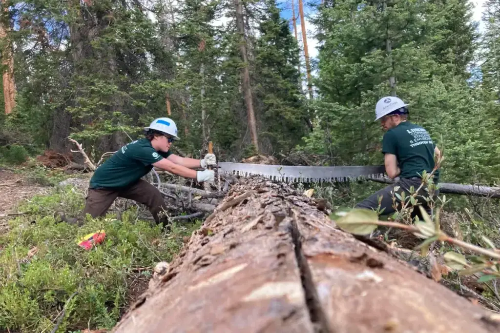 Two people in safety helmets use a large crosscut saw to cut through a fallen tree trunk in a forested area.