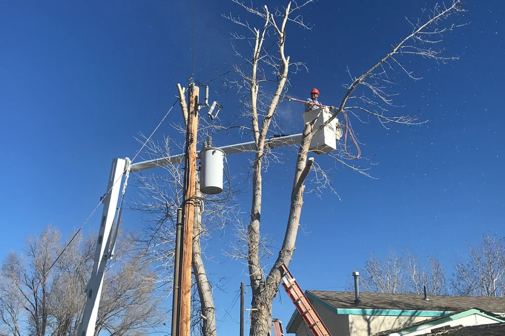 A worker in a bucket lift trims branches from a tall tree near a utility pole and residential house under a clear blue sky.