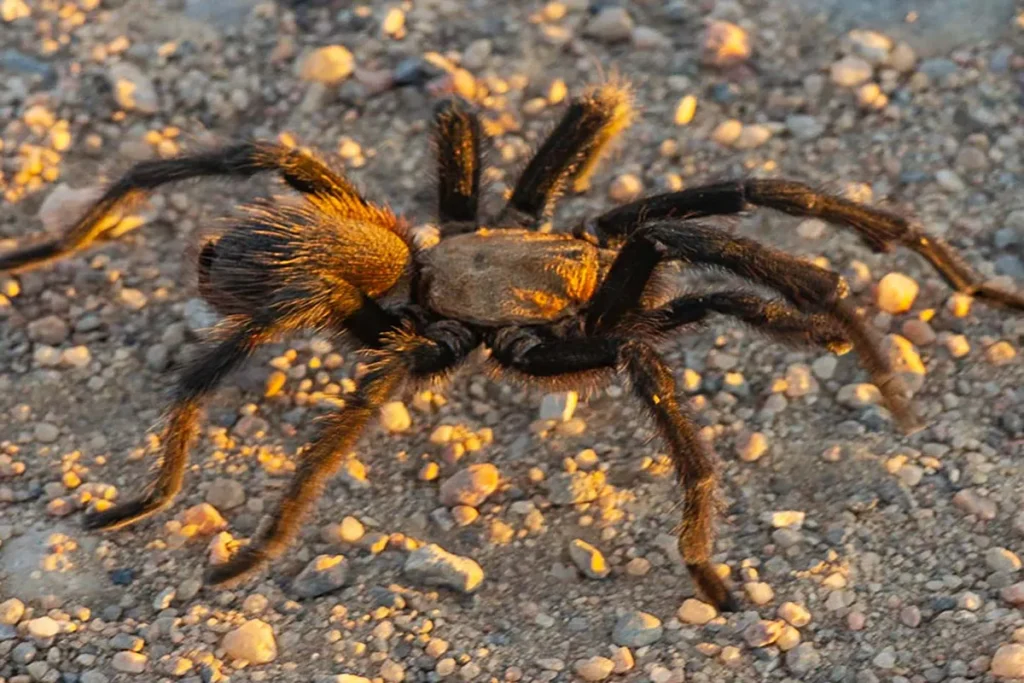 A large, hairy tarantula walks across a gravelly, sunlit ground.