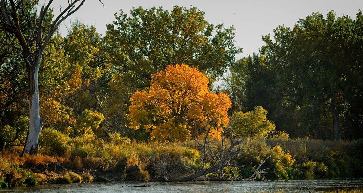 A river flows past a grove of trees, with one tree displaying bright orange foliage among the green and yellow leaves.