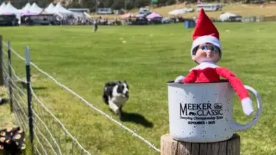 Toy elf sitting on a mug labeled "Meeker Classic," with a border collie running on a grassy field in the background.